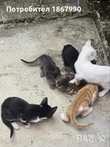 Котета търсят дом, снимка 5 - Други - 55517656