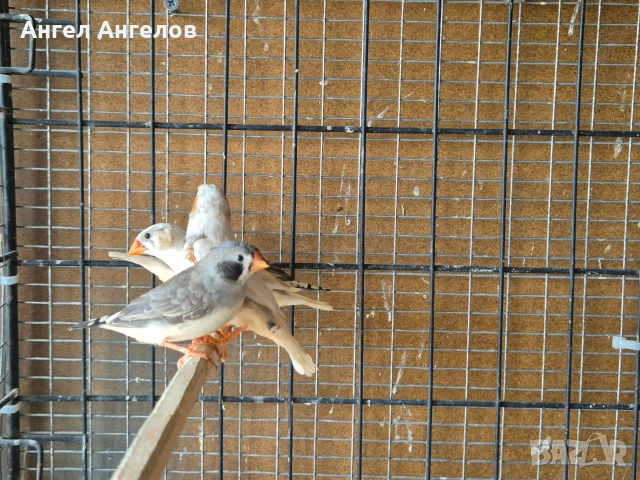 зеброви амадини , снимка 4 - Амадини - 54669941