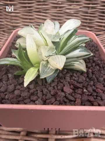 Рядка Вариегатна Хавортия (Haworthia retusa f. variegata) – Колекционерска, снимка 3 - Стайни растения - 55541122