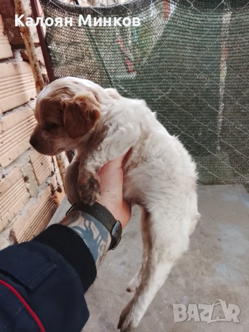 Бретон шпаньол , снимка 5 - Бретон шпаньол - 54016947