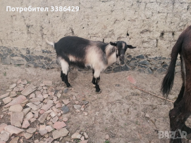 Продават се мъжки кастрирани и пръч, снимка 4 - Кози - 54171466