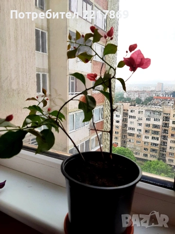 Бугенвилия 