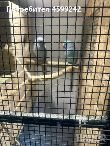 Чифт Малък Александър , снимка 3 - Папагали - 54230992