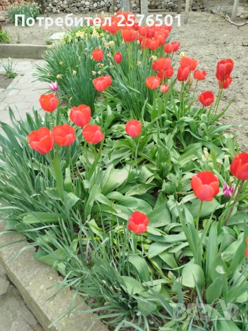 Продавам луковици от червени лалета , снимка 2 - Сортови семена и луковици - 54214191