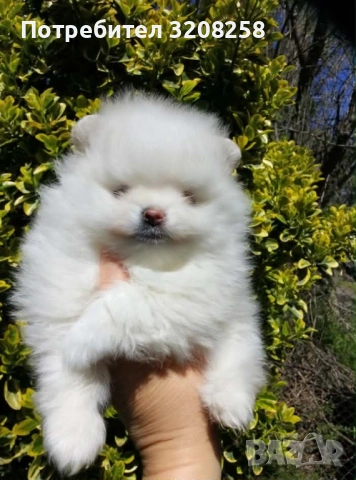 ПОМЕРАН/ПОМЕРАНИ