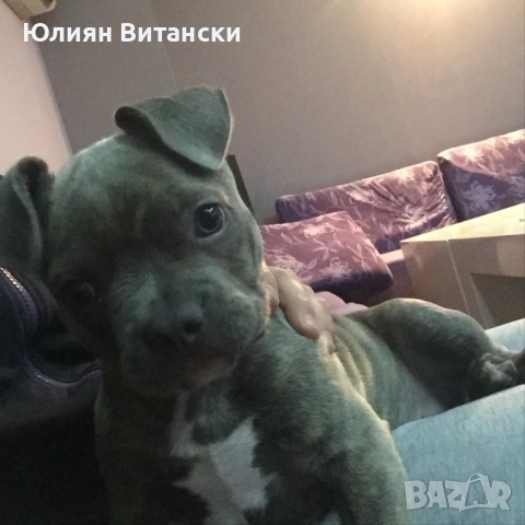 Търся Американско були