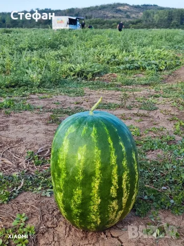 Продавам Дини и Пъпеши на Едро!, снимка 6 - Други - 55419106