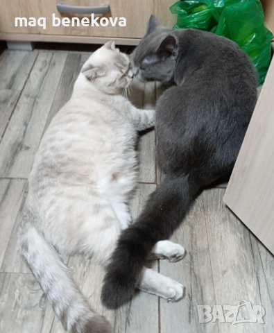 Прекрасни момичета шотландска клепоуха и правоуха!!!, снимка 14 - Британска късокосместа - 54061138