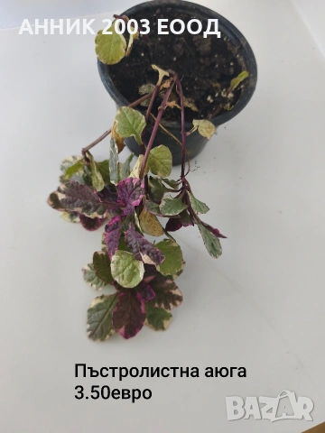 Градински цветя 