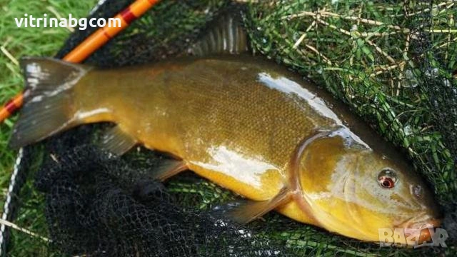 Търся лин за зарибяване на частен водоем.