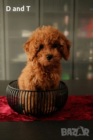 Той пудел & Мини пудел, Fci, Genetic, PL, снимка 7 - Пудели - 54209072