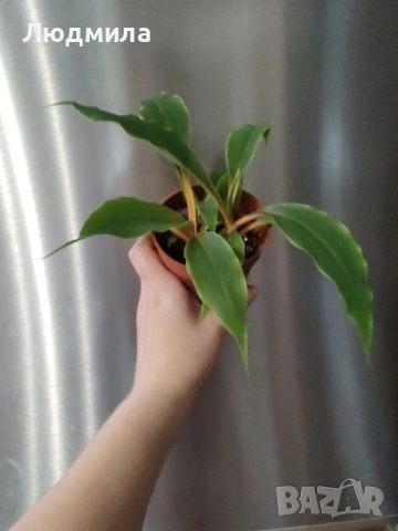 Хлорофитум Оранж Грин расад/Chlorophytum Orange Grimm, снимка 2 - Стайни растения - 51605298