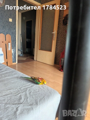 Пойни папагали с клетки , снимка 3 - Папагали - 55163669
