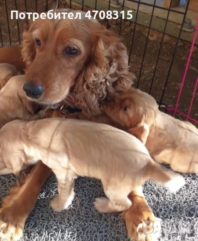 Кокер шпаньол момченце ваксина , снимка 9 - Кокер шпаньол - 54098870