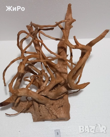 Корен от Азалия /декорация/ 3