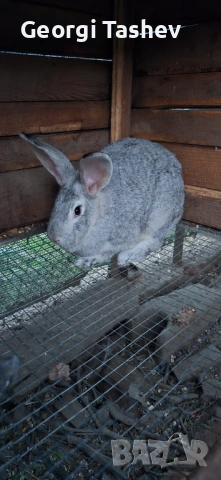 Продавам зайци и петли, снимка 11 - За птици - 54313050