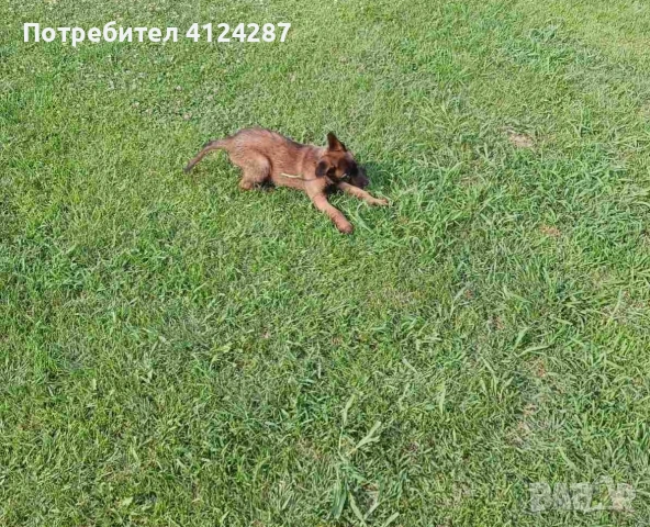 Белгийски овчарки- малиноа 