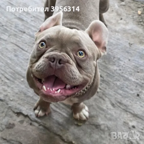 френски булдог на 1гудина 