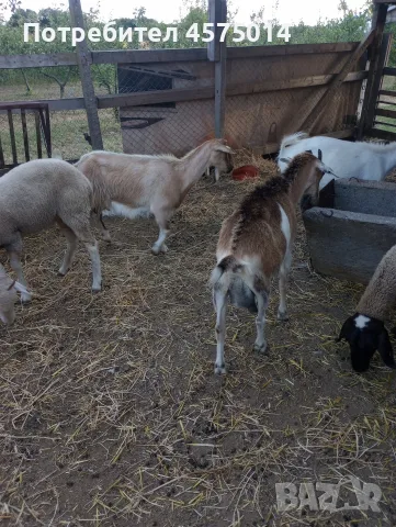 Продавам млечни кози, снимка 2 - Кози - 55651580