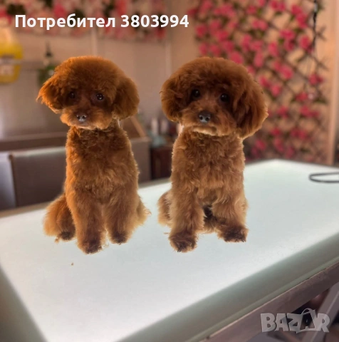 Миниатюрни той пуделчета момиченца на 1 год. И на 11 месеца