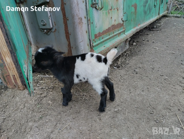 продавам мъжки мини козле холандско джуджета родени през март тази година , снимка 6 - Кози - 54388957