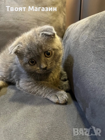 🐾 Търсим специален дом за едно специално коте!, снимка 5 - Други - 54212314