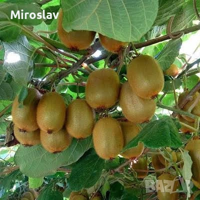 Киви Боскоп (самоопрашващо)