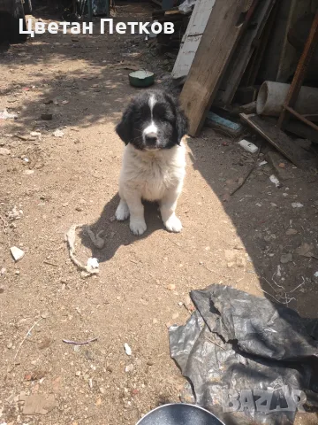 Каракачанска овчарка