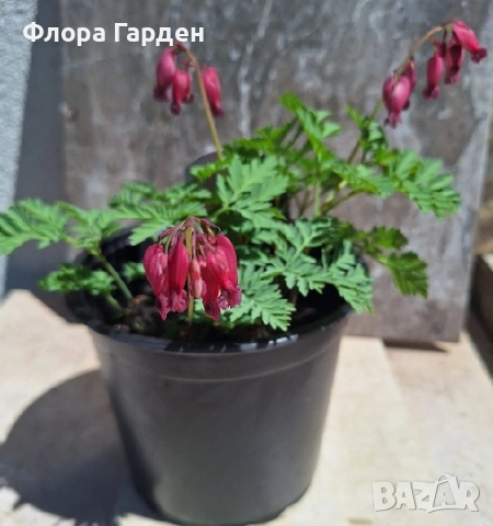 МНОГОГОДИШНИ ЦВЕТЯ, снимка 17 - Градински цветя и растения - 54414684