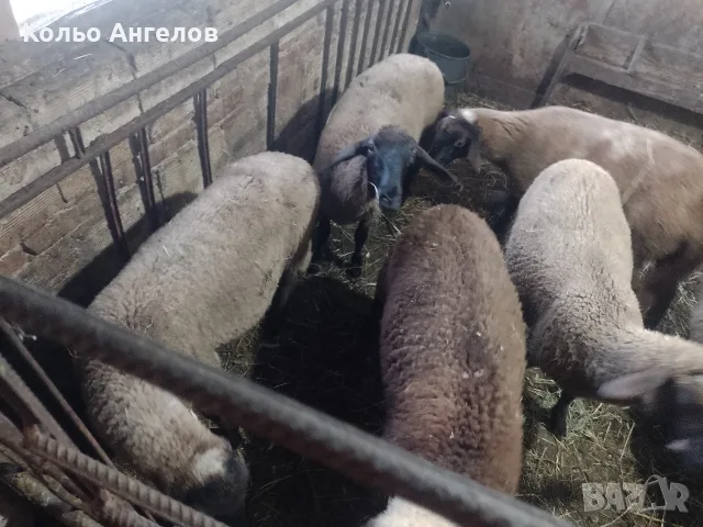 продавам агнета, снимка 2 - Овце - 55332925