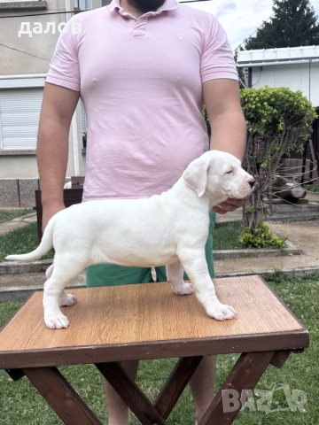 Дого Аржентино / Dogo argentino , снимка 12 - Дого аржентино - 55180416