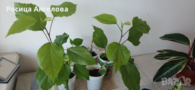 Хибискус , снимка 2 - Стайни растения - 54492982