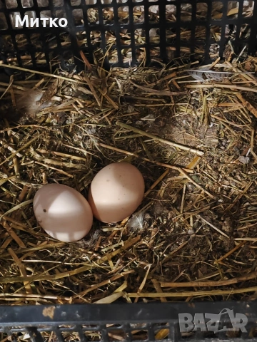 яйца от фазани и токачки
