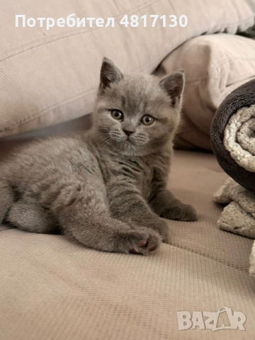 Продажба на британски котенца