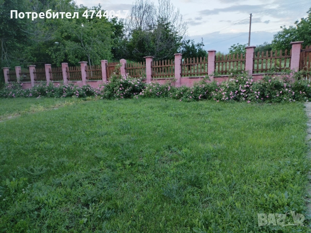 Пресен Цвят От Маслодайна Роза Дамасцена , снимка 4 - Градински цветя и растения - 54664138
