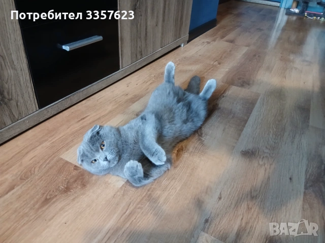 Шотландски клепоух, снимка 4 - Търси партньор - 54608680