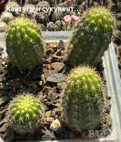 Кактус Chamaecereus hyb cv. Inca Sunset, снимка 3 - Градински цветя и растения - 54593788