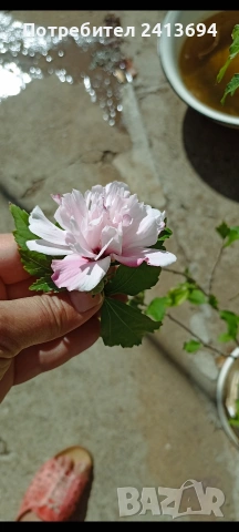 дървовидна ружа (hibiscus syriacus), снимка 2 - Градински цветя и растения - 54684896