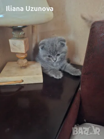 Шотландски котенца , снимка 3 - Британска късокосместа - 55530549