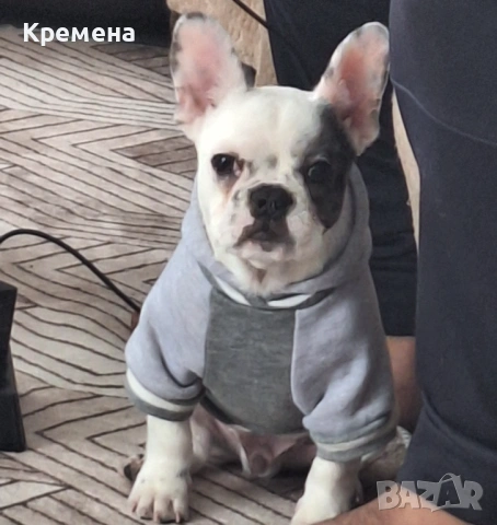 Френски булдок 