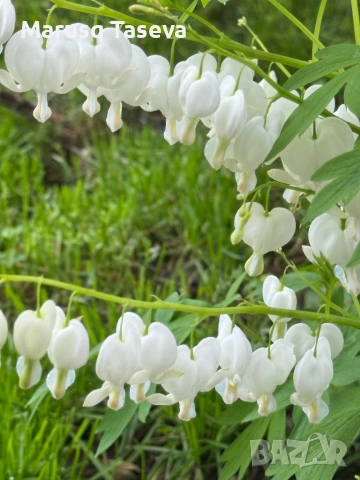 Дамско сърце розо и бяло , снимка 5 - Градински цветя и растения - 54119437