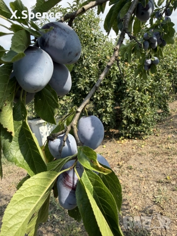 БИО домашни сини сливи , снимка 2 - Домашни продукти - 55411422