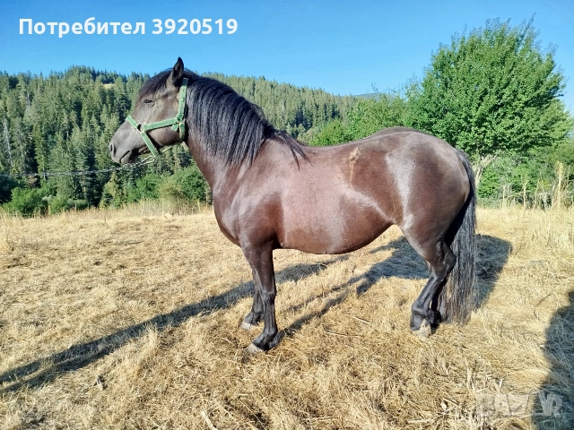 Кобила на 4години, снимка 5 - Коне - 55015969