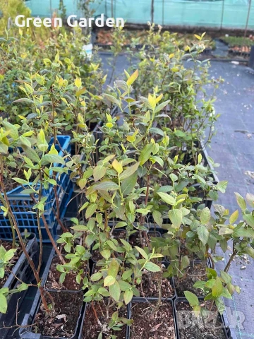 Висока американска боровинка , снимка 4 - Градински цветя и растения - 41164874