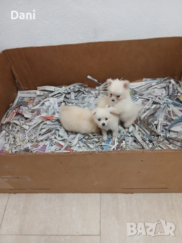 Mini Pomerani, снимка 6 - Померан - 55083566