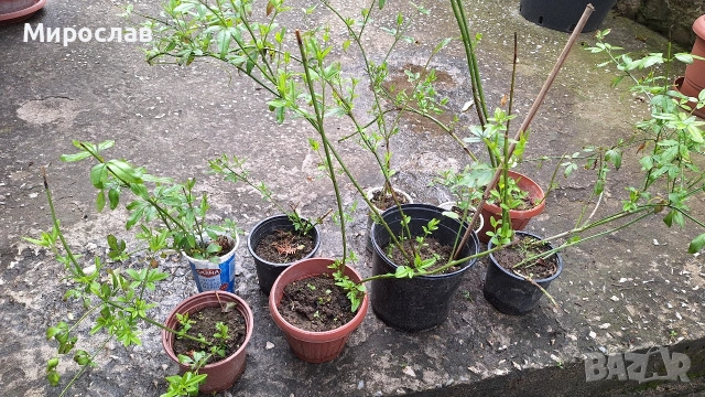 Продавам растение Зимен Жасмин (Jasminum nudiflorum), снимка 4 - Градински цветя и растения - 54579336