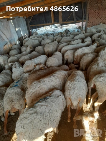 Продавам овце  , снимка 9 - За селскостопански - 55016659