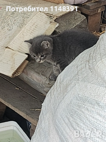 Подарявам котенца 