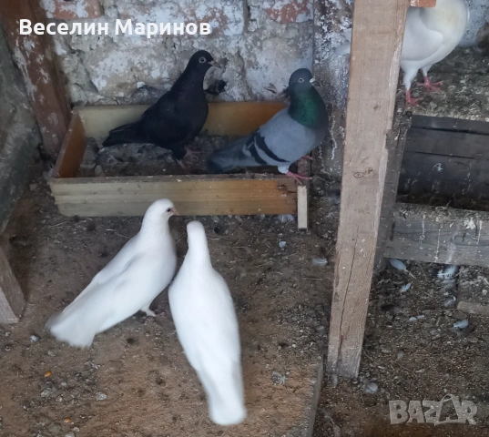 продавам  бели гьлаби  за сватби  балове и крь6енета, снимка 6 - Гълъби - 54529535