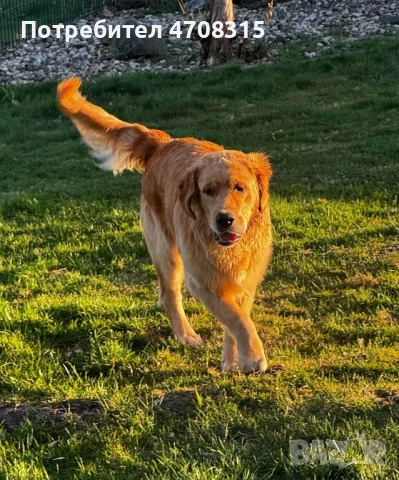 Голдън ретривър игрив мъник , снимка 10 - Голдън ретривър - 54173947